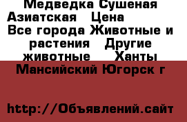 Медведка Сушеная Азиатская › Цена ­ 1 400 - Все города Животные и растения » Другие животные   . Ханты-Мансийский,Югорск г.